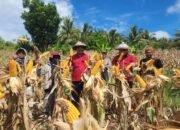 Hasilkan Produk Pertanian, Lapas Pohuwato Panen Jagung Bersama Warga Binaan
